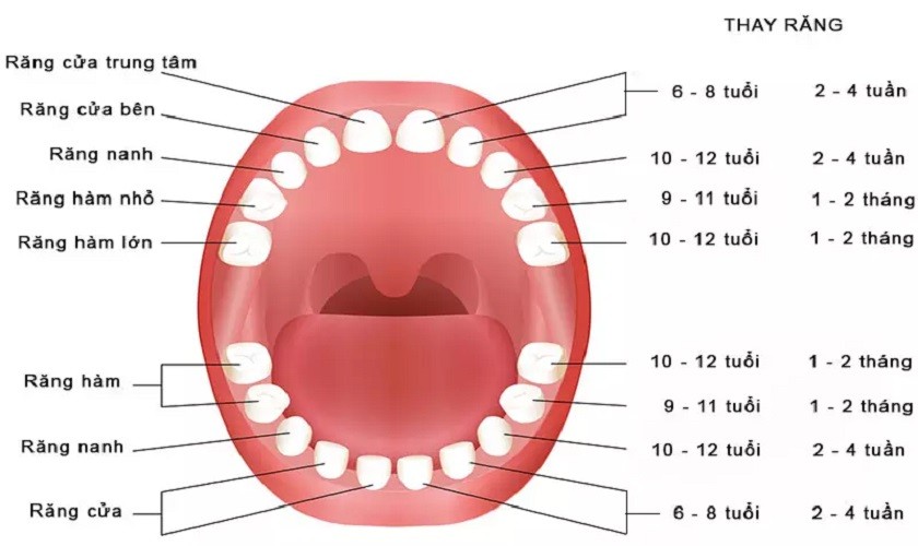 Trẻ 5 tuổi mọc răng hàm: dấu hiệu và cách chăm sóc